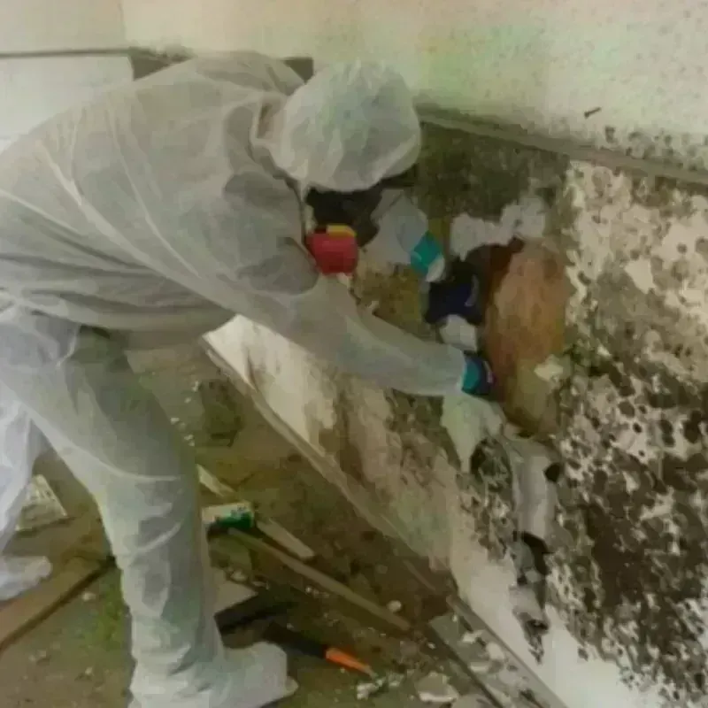 Mold Remediation and Removal in Soulsbyville, CA